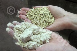 Цельнозерновая овсяная мука – результат размола зерна овса <br>на компакт-линии сушки измельчения «МИКРОКСИЛЕМА-ДМ»