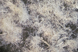 Перо птицы, после измельчения на компакт- линии сушки-измельчения «МИКРОКСИЛЕМА-ДМ», микрофотография - увеличение 40х